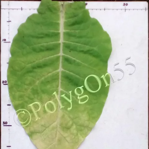 Virginia 15 лист первой ломки