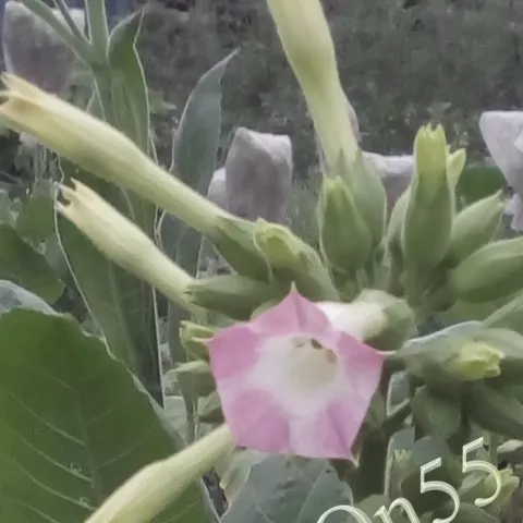 Табак German Virginia 230 цвет