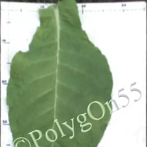 Табак German Virginia 230 лист