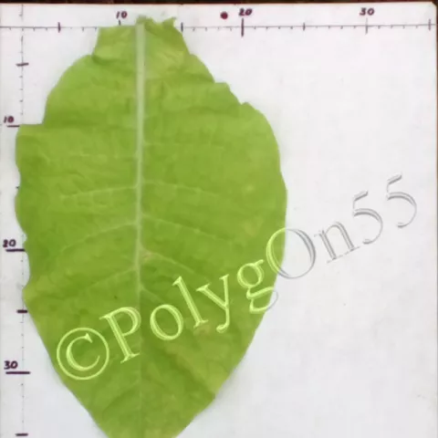 Virginia 24 лист второй ломки