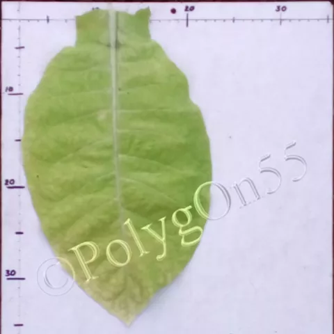 Virginia 24 лист третьей ломки