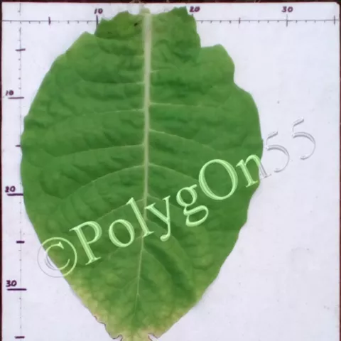 Virginia 24 лист первой ломки