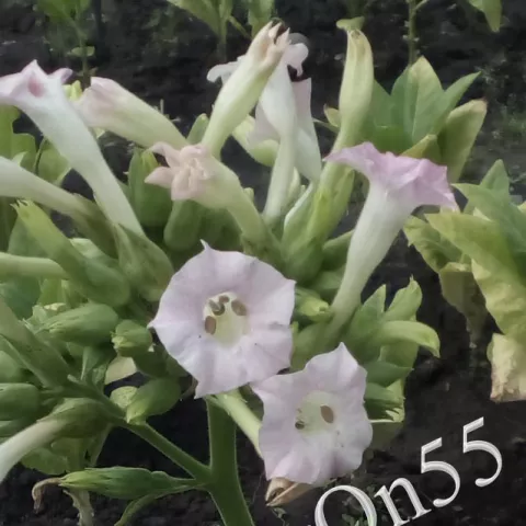 Табак Virginia 3160 (VA 3160) цвет