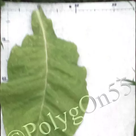 Табак Virginia 3160 (VA 3160) лист