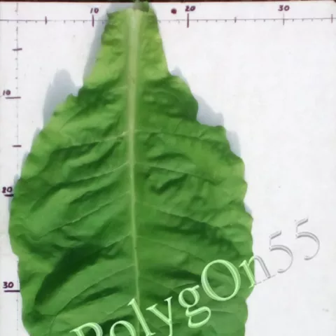 Virginia 326  лист второй ломки