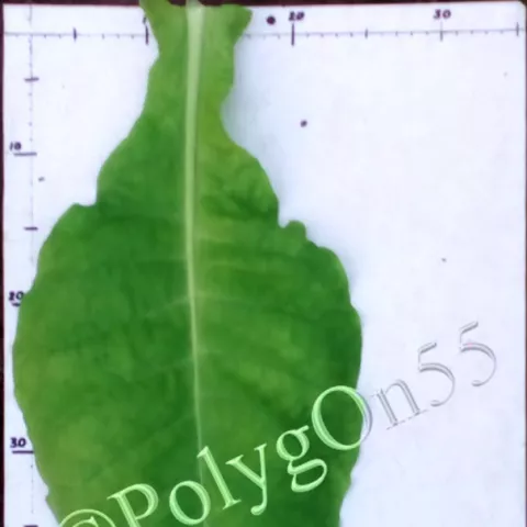 Virginia 326  лист третьей ломки