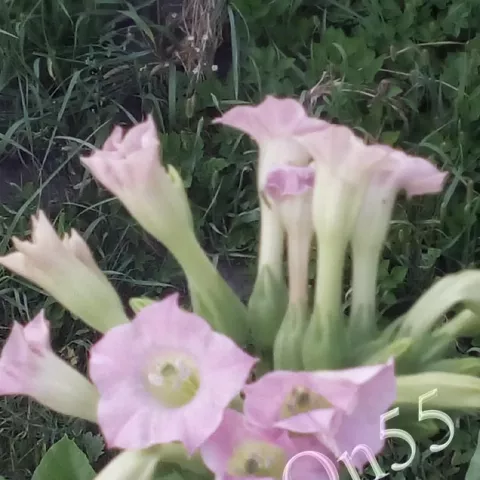 Табак Virzinia 347 цвет