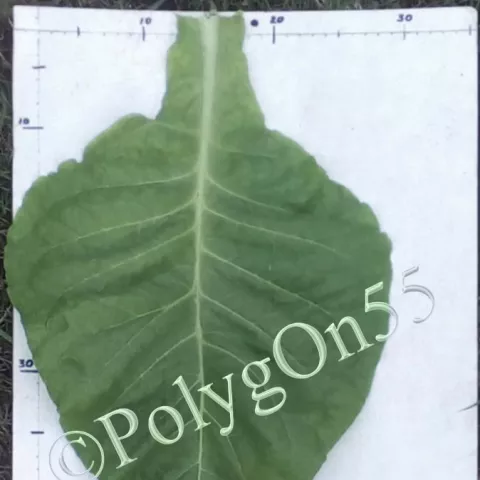 Табак Virzinia 347 лист