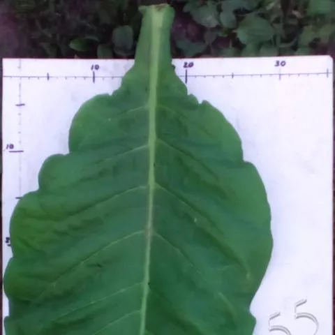 Virginia 355 лист второй ломки