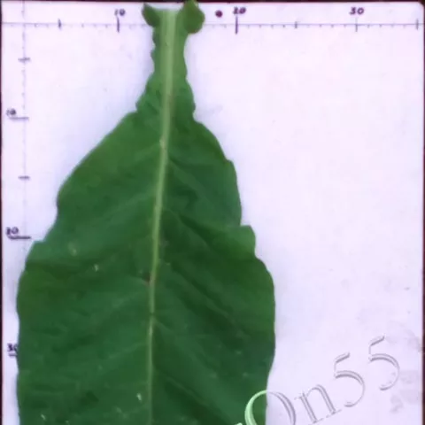 Virginia 355 лист третьей ломки