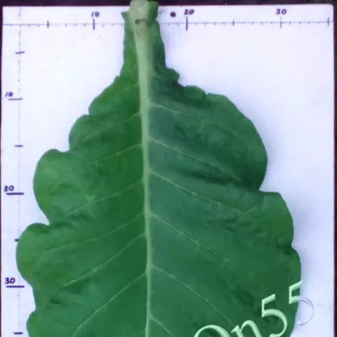 Virginia 355 лист первой ломки