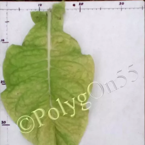 Virginia 385  лист второй ломки