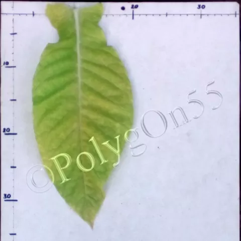 Virginia 385  лист третьей ломки