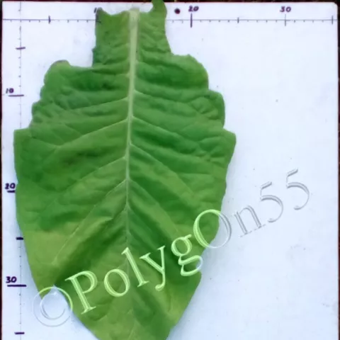 Virginia 385  лист первой ломки