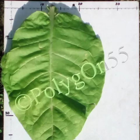 Virginia/Brazil лист второй ломки