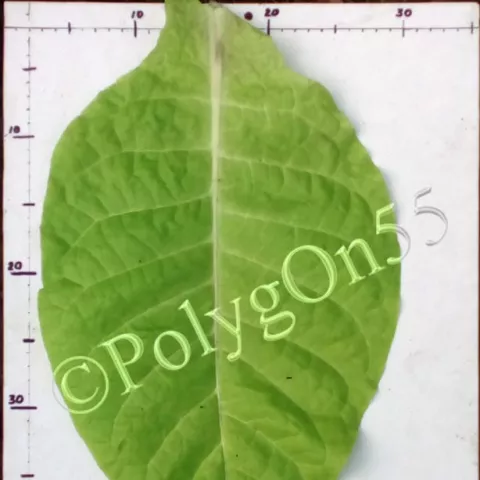 Virginia/Brazil лист первой ломки