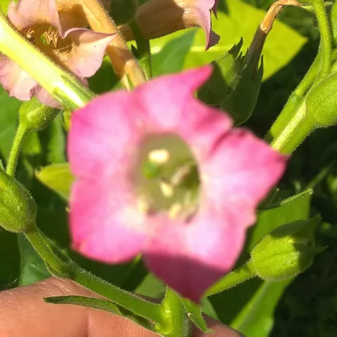 Virginia Brightleaf_fl