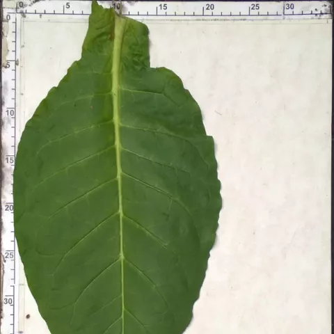 Virginia Brightleaf_l