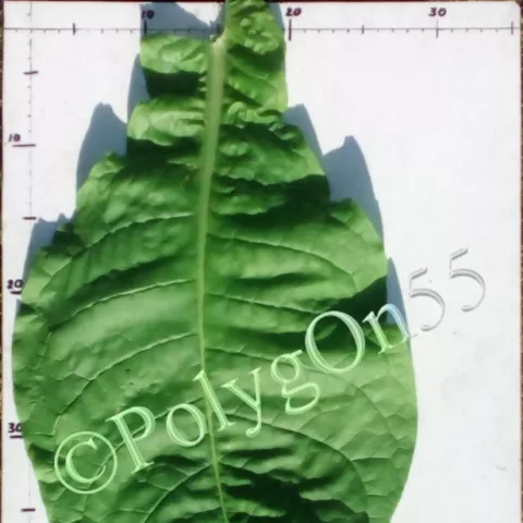 Virginia Broniszowska лист первой ломки