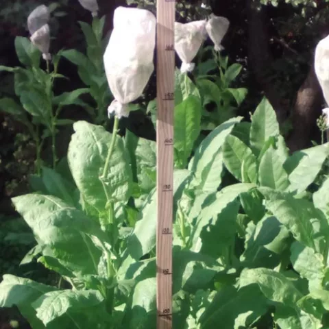 Virginia Broniszowska