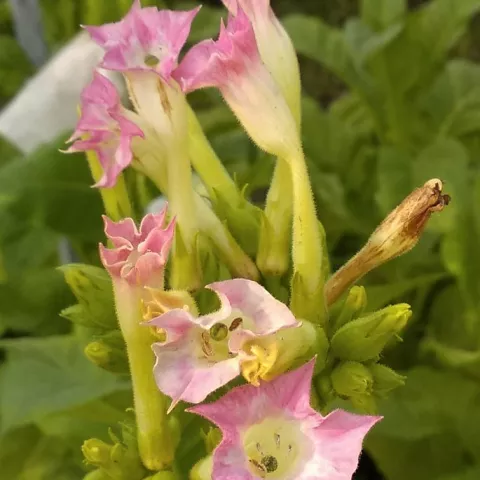 Virginia Conqueror_fl