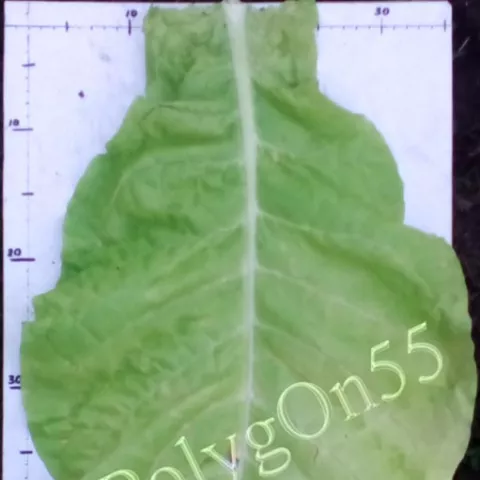 Virginia Gold/Ger лист второй ломки