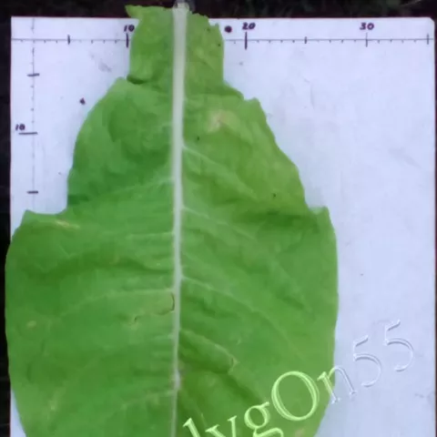 Virginia Gold/Ger лист третьей ломки