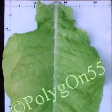 Virginia Gold/Ger лист первой ломки