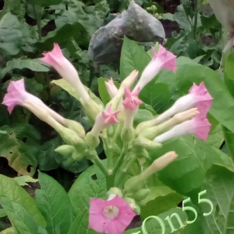 Virginia Gold/Z цвет