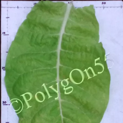 Virginia Gold/Z лист второй ломки