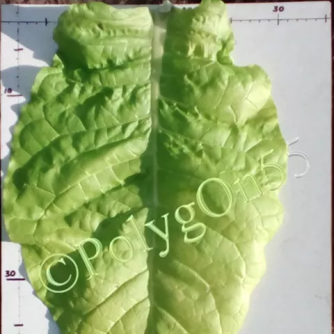 Virginia Gold/Z лист первой ломки