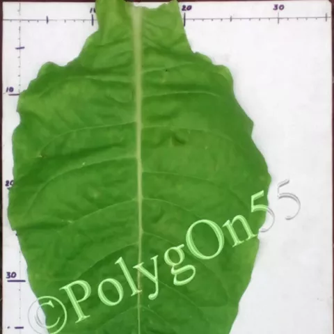 Virginia/Crime лист второй ломки