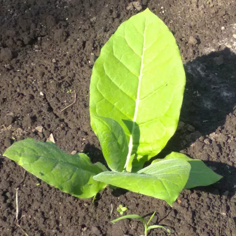 Вирджиния густолистная