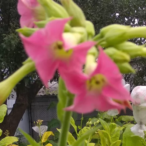 Вирджиния густолистная_fl