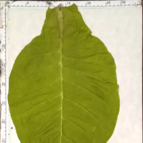 Вирджиния густолистная_l