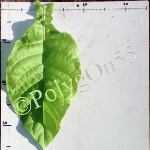 Virginia/Italy лист