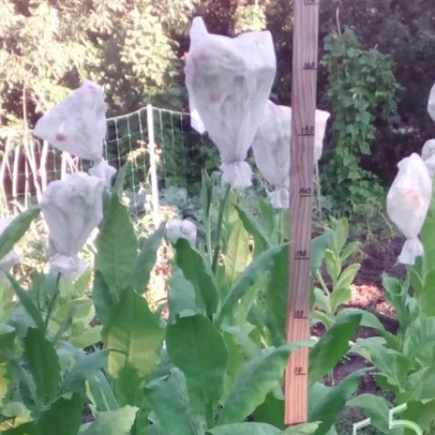 Virginia Kazimierska