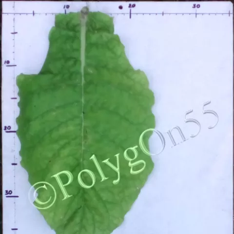 Virginia Kazimierska лист второй ломки