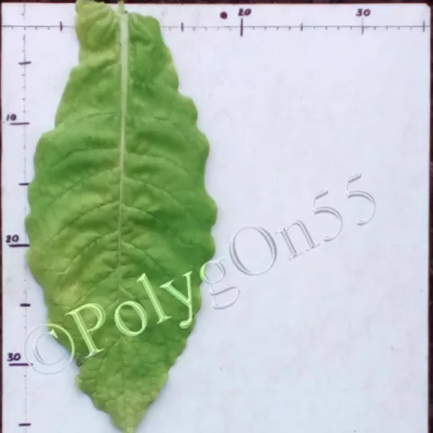 Virginia Kazimierska лист третьей ломки