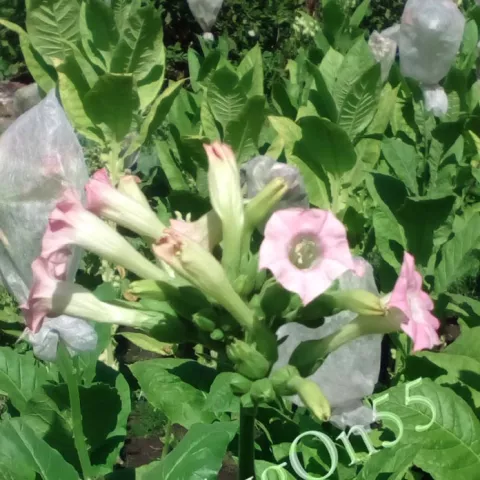 Virginia Kazimierska