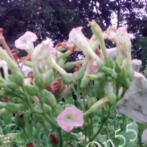 Virginia Kazimierska