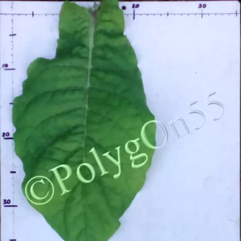 Virginia Kazimierska лист первой ломки