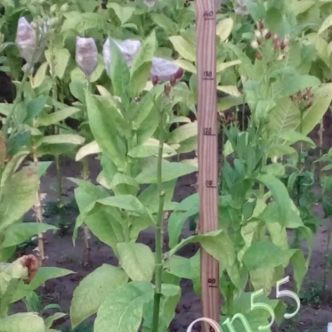 Virginia Krakowska 1