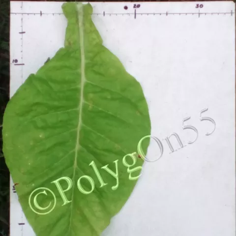 Virginia Krakowska 1лист второй ломки