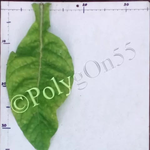 Virginia Krakowska 1 лист третьей ломки