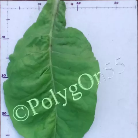 Virginia Krakowska 1 лист первой ломки