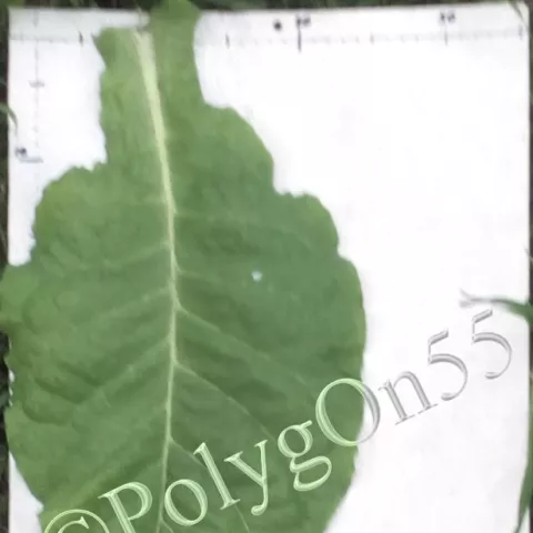 Табак Virgin LK 245 лист