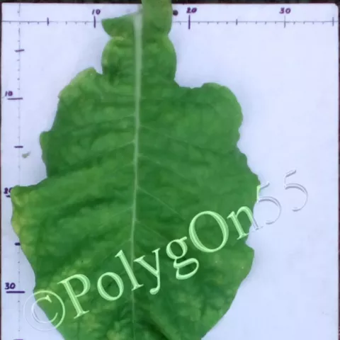 Virginia V9 лист второй ломки