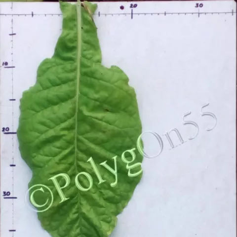 Virginia V9 лист третьей ломки