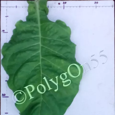 Virginia V9 лист первой ломки